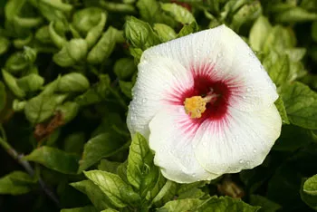 hibiscus flower