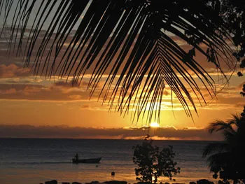 sunset through a palm tree